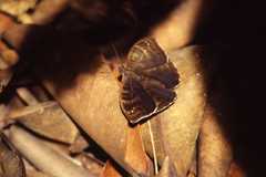 Euriphene