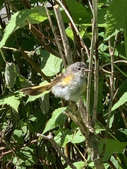 Setophaga ruticilla image