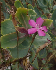 Dianthus thunbergii