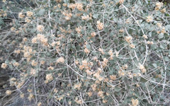 Brickellia desertorum