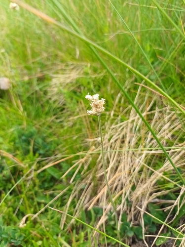 Silene roemeri, photograph 1