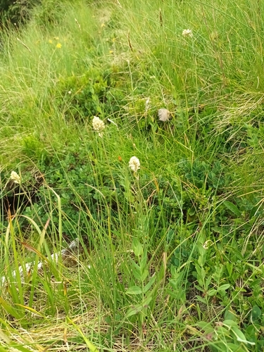 Silene roemeri, photograph 2