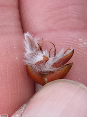 Cyclopia meyeriana