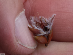 Cyclopia meyeriana