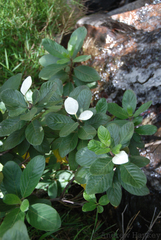 Mussaenda rivularis