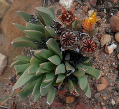 Machairophyllum albidum