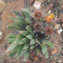 Machairophyllum albidum