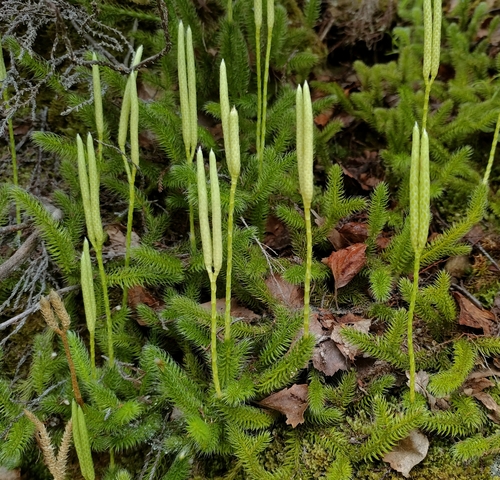 Lycopodium clavatum iNat (1)