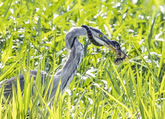 Great Blue Heron photo 5