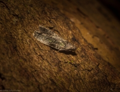 Copromorpha lichenitis