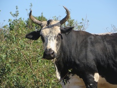 Bos indicus × taurus