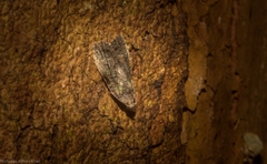Copromorpha lichenitis