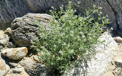 Johnstonella racemosa