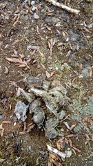 Canis lupus italicus