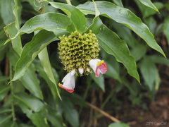 Costus lucanusianus
