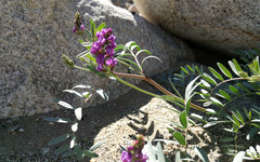 Astragalus palmeri