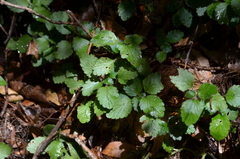 Dysopsis hirsuta