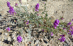 Astragalus palmeri