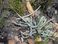 Syncarpha canescens tricolor