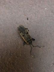 Physopelta quadriguttata