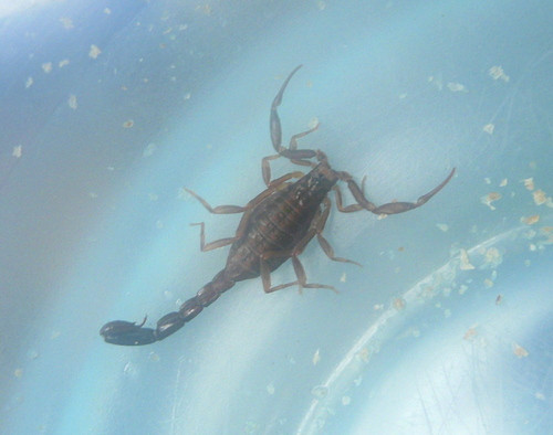 Ananteris venezuelensis · iNaturalist