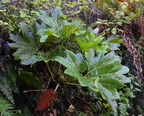 Gunnera bracteata observed 2017-03-05