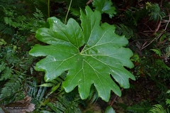 Gunnera bracteata