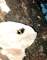 Aulacocheilus doriae