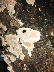 Aulacocheilus doriae