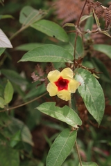 Mandevilla hirsuta