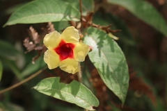 Mandevilla hirsuta