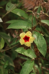 Mandevilla hirsuta