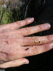 Camponotus bianconii