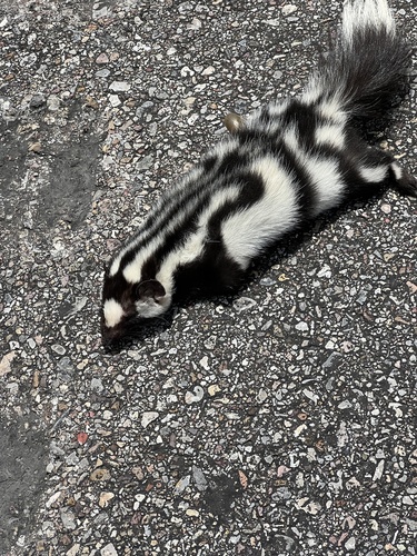 Desert Spotted Skunk
