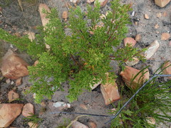 Pelargonium ternatum
