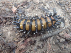 Opodiphthera loranthi