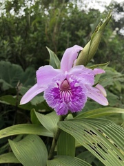 Sobralia rosea