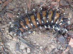 Opodiphthera loranthi