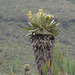 Espeletia hartwegiana - Photo (c) Sebastián Berrío, algunos derechos reservados (CC BY-NC), subido por Sebastián Berrío