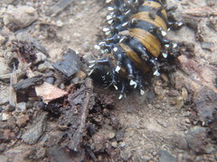 Opodiphthera loranthi