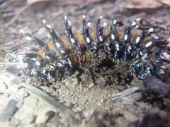 Opodiphthera loranthi