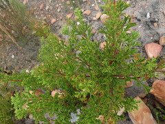 Pelargonium ternatum