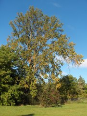 Ulmus thomasii