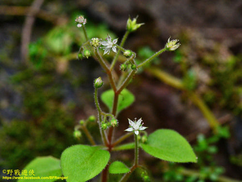 Sedum drymarioides iNat (1)