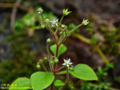 Sedum drymarioides
