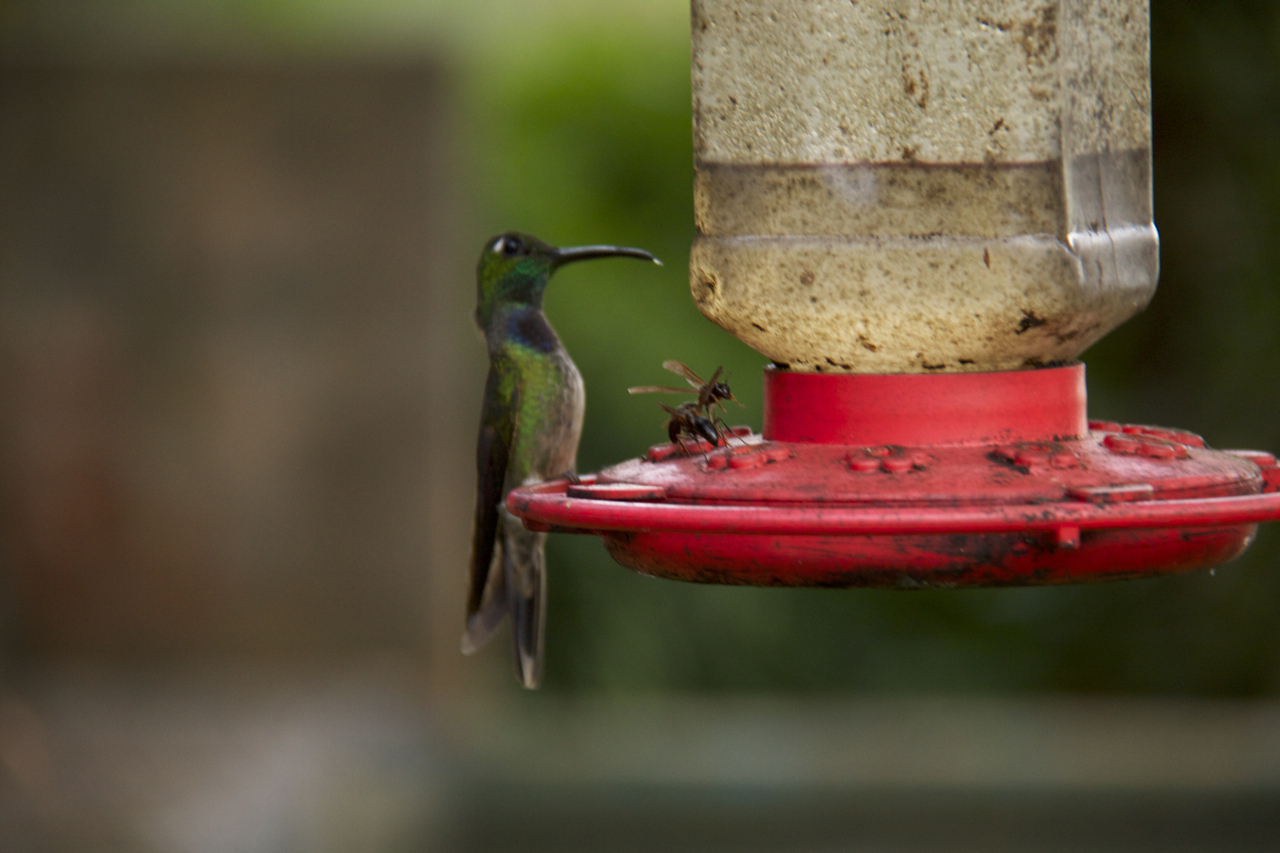 Violet-chested Hummingbird (Sternoclyta cyanopectus), photo 1