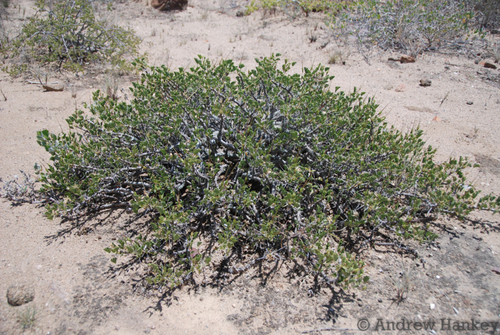 Monsonia mossamedensis