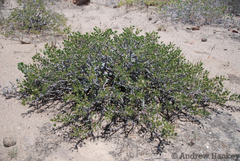 Monsonia mossamedensis
