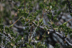 Monsonia mossamedensis