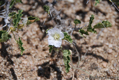 Monsonia mossamedensis
